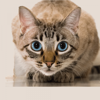 Feline Asthma signs