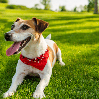 Keeping Pet Cool Summer
