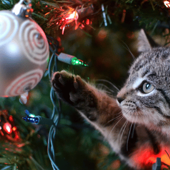 christmas hazards pets